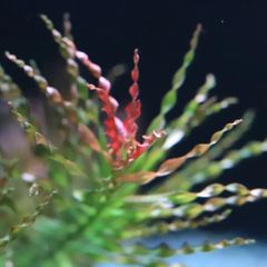【水草】トルネードピンネイト　鉛巻き水中葉3本