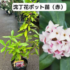 沈丁花（赤）ポット苗