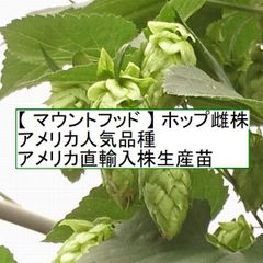 ホップ苗　マウントフッド 雌株　アメリカ栽培現役品種 アメリカ直輸入株