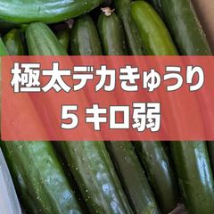 今月で終了！超特価！5キロ弱！極太デカきゅうり！　野菜ソムリエサミット銀賞受賞　農家直送　減農薬　有機肥料　きゅうり　訳あり　規格外　5kg 産地直送