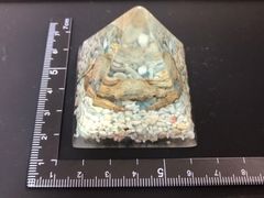 樹脂標本（ワタリガニ科）