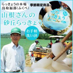 ☆2024年新物☆鳥取県福部産「山根さんの砂丘らっきょう(芽止め塩漬け加工品)】1kg(Ｓ-Ｍサイズ)農家指定果物ラッキョウyamarakkyo1k