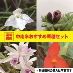 【お得セット！】中南米おすすめ原種４種セット！ 【送料無料！】