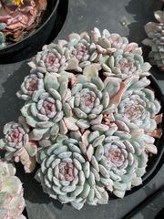 多*ん様 K1208　ルドリップ　70株　多肉植物 抜き苗 エケベリア 韓国苗 K1208 ルドリップ 70株 多肉植物 抜き苗 エケベリア 韓国苗