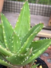 アロエ☆不夜城錦 2号ポット