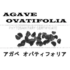 2月入荷 20粒 アガベ オバティフォリア 種 種子 証明書ありのサムネイル