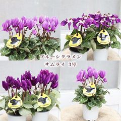 値下げSALE 花苗 ブルー シクラメン サムライ 3号 鉢植え 花壇