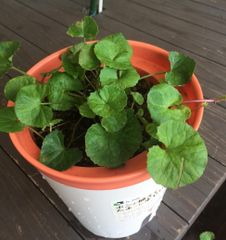 脅威の薬草　ゴツコラ（ツボ草）鉢植え