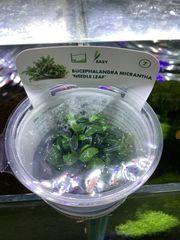 ブセファランドラ ミクランサ ニードルリーフ　組織培養　デナリー社 Bucephalandra micrantha ‘Needle Leat’