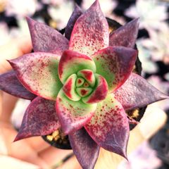 ぴ*け様 A-QS1007-2　ブルーベリー　抜き苗　35株　多肉植物 エケベリ 多肉植物 エケベリア 7種セット cq5 抜き苗 - メルカリ