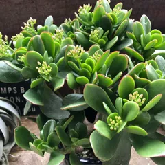 ❤️　❀金の成る木❀キャンバス小 Tommy❤️様専用 ❀金の成る木❀キャンバス小