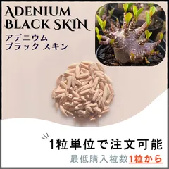 2025年最新】アデニウム ブラックスキンの人気アイテム - メルカリ