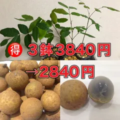 2025年最新】リュウガン 苗の人気アイテム - メルカリ