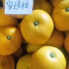 安政柑9kg 10kg箱】柑橘界ナンバー2の大きさ！爽やかな風味の安政柑【ご