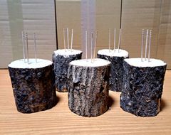 現物 2本！ M サイズ クヌギ (椚) 土埋め レイシ (霊芝) 産卵材