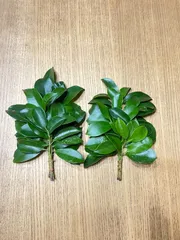 榊（ホンサカキ）一対２束　全長15～20㎝程　ミニ榊のサムネイル