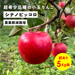 「シナノピッコロ5キロ箱訳あり品」農林水産大臣賞 りんご 長野県産 安曇野 信州産 産地直送 送料無料 5キロ 箱使用 果物 フルーツ 鮮度抜群 産地直送 超希少品種