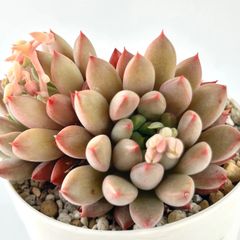 【多肉植物】エケベリア・ショコラ(3号鉢) 群生　Echeveria 'Chocola'