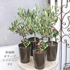 オリーブ　シプレッシーノ　スタンダード/ 473 観葉植物 SOUJU（創樹）ブランド：オリーブの木*4号