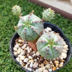 多肉植物ユーフォルビア属オベサブローミニ①