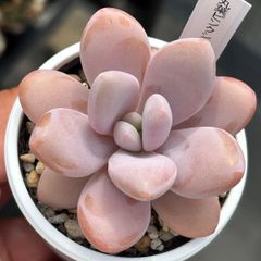 ★超レア人気品種！★丸葉ピンクシフォン 多肉植物（抜き苗）自家繁殖 国産