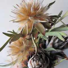 2026年最新】リューカデンドロンの人気アイテム - メルカリ