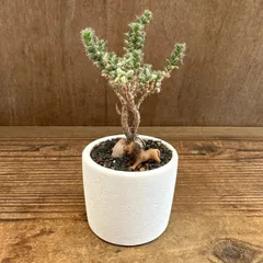 トリコディアデマ ブルボスム 白 鉢植え ライオン 現品 Trichodiadema bulbosum  姫紅小松 2.5号 観葉植物 観葉 植物 珍奇植物 珍奇 珍しい 塊根植物 塊根 コーデックス メセン インテリア プレゼント おしゃれ かわいい 父の日