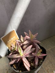 多肉　不死鳥錦　多肉植物　ポットごと