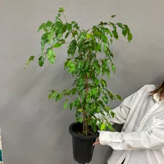 2025年最新】ベンジャミン レジナルドの人気アイテム - メルカリ