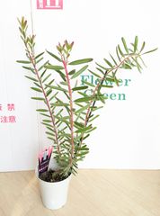 リューカデンドロン　サファリサンセット　苗木　５号鉢　庭木　ガーデニング　切り花　ドライフラワー