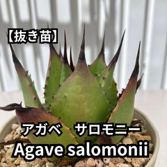 【抜き苗】アガベ　サロモニー　Agave salomonii　2024-6-15-as5
