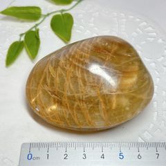 【E13476】二枚貝　化石　中生代ジュラ紀　マダガスカル　Bivalve