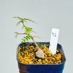 ☆早い者勝ち☆ オペルクリカリアパキプス パワータンク10本セット B Amazon.co.jp: 塊根植物オペルクリカリア パキプス 根差し 2年