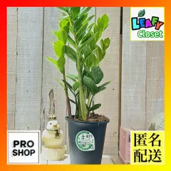 タイ産　ザミオクルカス　ザミフォーリア　ブラックゴールド　斑入り ザミオクルカス：ザミーフォリア（斑入り） 4号24-01 の通販