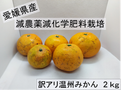 お試し！！愛媛県産　訳アリ温州みかん　約2㎏　減農薬、減化学肥料栽培