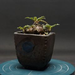 "Dorstenia crispa" ドルステニア クリスパ 管理2282