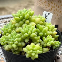 多肉植物 ☘️ ピンクベリー いっぱい 抜き苗