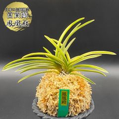 富貴蘭 風蘭 蘭 鳳凰殿 ホウオウデン 3本立 【現品】 2319-a フウキラン フウラン 送料無料