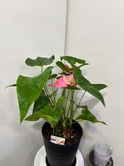特価　アンスリウム・ロイヤルピンクチャンピオン　尺　花　観葉植物　インテリア　グリーン