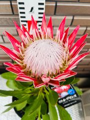 キングプロテア リトルプリンス 現品（５号鉢） 人気のオージープランツ　希少　バンクシア
