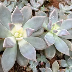 専用出品です♡ 多肉植物葉挿し苗セット☆匿名配送 買ってみた】メルカリで多肉植物の葉挿しを買って育ててみた結果