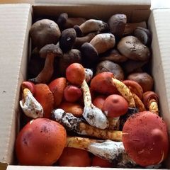 天然きのこ77　ヤマドリタケモドキ、タマゴタケ1kg