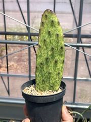 Opuntia vulgaris variegata "rainbow" オプンチア　サンバースト　発根済