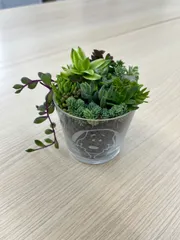 多肉植物　詰め合わせ　斑入り　カット苗 セダム100ｇ  まとめ買い 50円お得