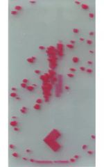 Item thumbnail for item 416032b8-f80c-4681-919b-ce2b8bcf67dc