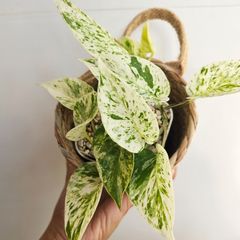 ①《ポトスマーブルクィーン》Pothos Mable Queen 観葉植物 ポトス 斑入り ポット発送