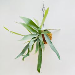 【383V】【第四種郵便発送】ビカクシダ（コウモリラン）ベイチー（ビーチー）（Platycerium veitchii） の苔玉