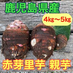 掘りたて赤芽里芋10キロssk88ttyです 掘りたて赤芽里芋10キロssk88ttyです 210330aka1.jpg
