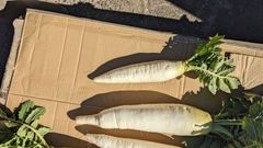 大根　訳あり　10kg 無農薬