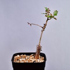 3P2 実生 オペルクリカリア デカリー コーデックス 塊根植物 オペルクリカリアデカリー